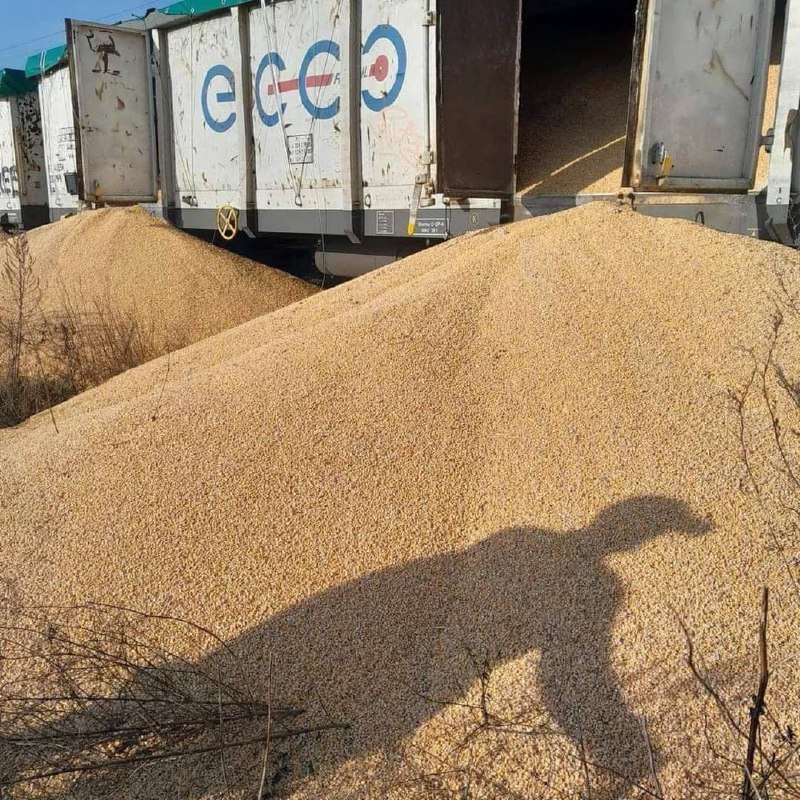 150 tonnellate di grano ucraino sono state riversate dai vagoni del treno a Kotomiez, in Polonia
